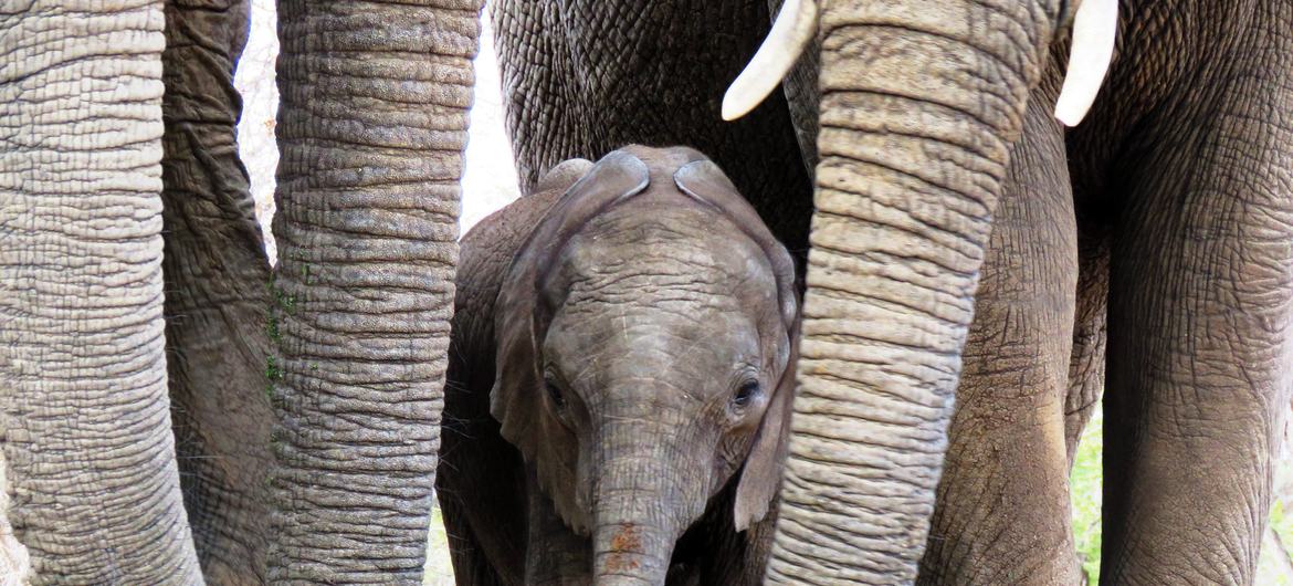 Pachyderm protection: Elephant mothers around baby. Pachyderm protection: Elephant mothers around baby.